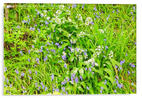Bluebells and Wild Garlic Acrylic by Richard Long
