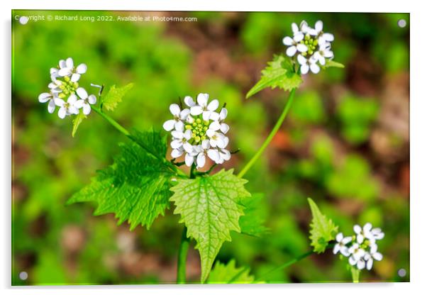 Garlic Mustard flowers Acrylic by Richard Long