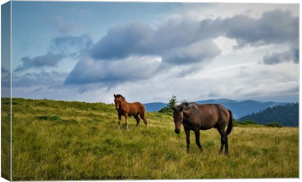 Horses grazing in meadow of Ukrainian Carpathians. Canvas Print by Stan Lihai