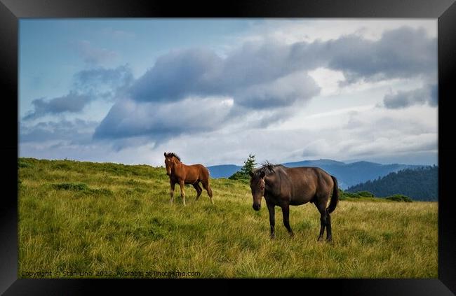 Horses grazing in meadow of Ukrainian Carpathians. Framed Print by Stan Lihai