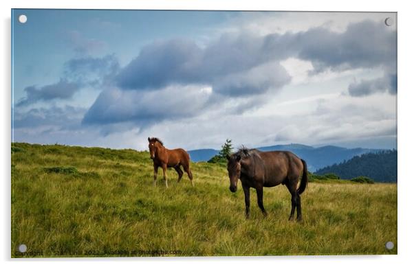 Horses grazing in meadow of Ukrainian Carpathians. Acrylic by Stan Lihai