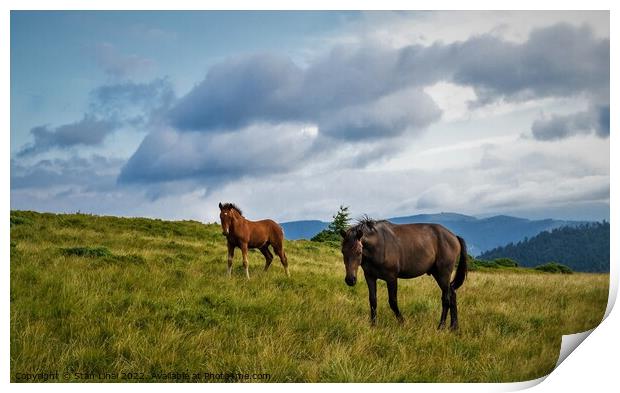 Horses grazing in meadow of Ukrainian Carpathians. Print by Stan Lihai