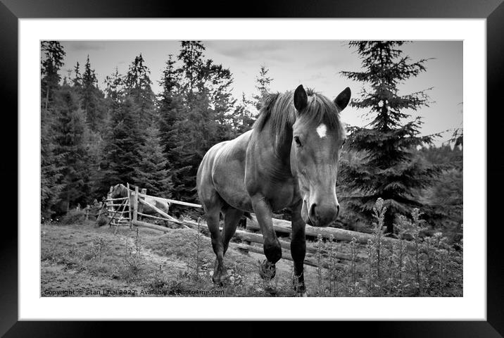 Horse grazing in meadow of Ukrainian Carpathians Framed Mounted Print by Stan Lihai