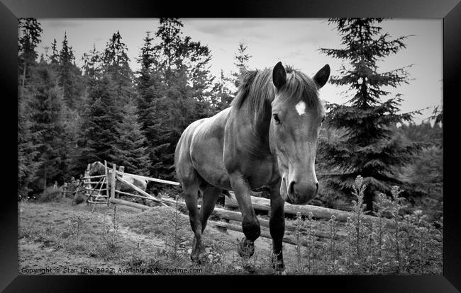 Horse grazing in meadow of Ukrainian Carpathians Framed Print by Stan Lihai