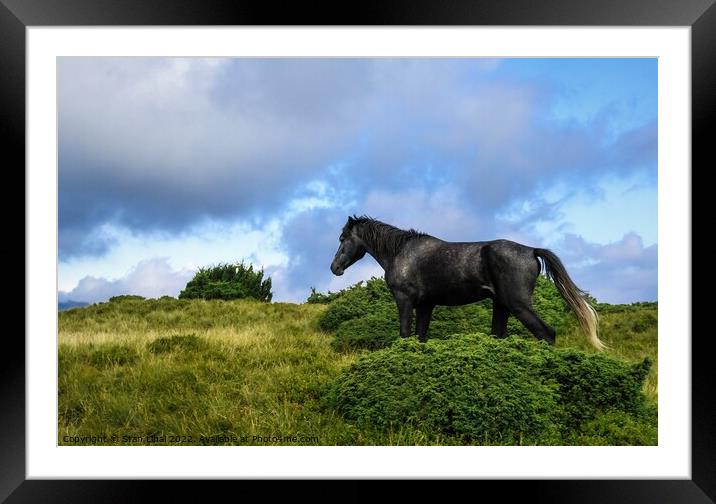 Horses grazing in meadow of Ukrainian Carpathians Framed Mounted Print by Stan Lihai