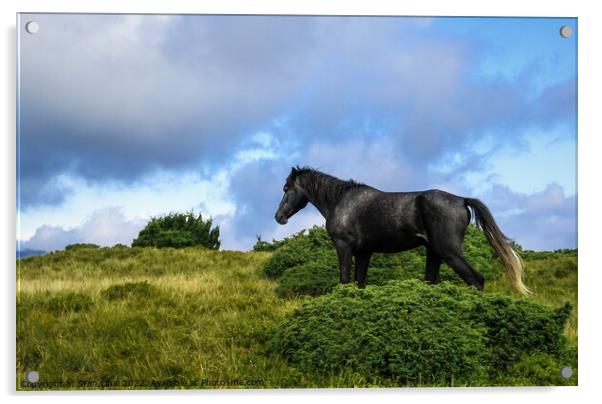Horses grazing in meadow of Ukrainian Carpathians Acrylic by Stan Lihai