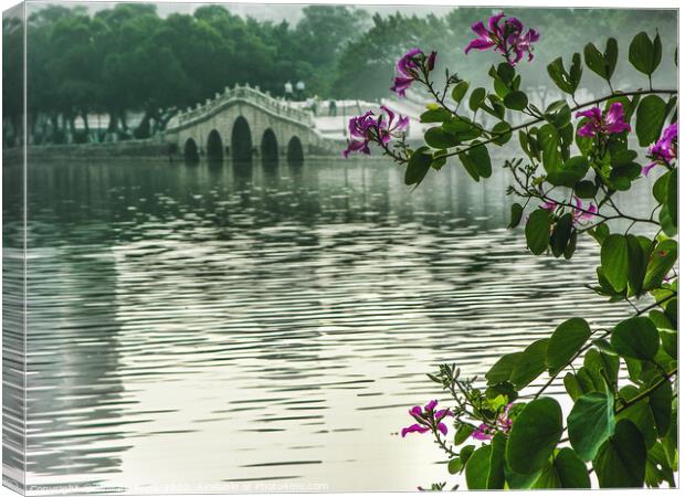 Hong Kong Orchid Tree Chinese Bridge Huizhou China Canvas Print by William Perry