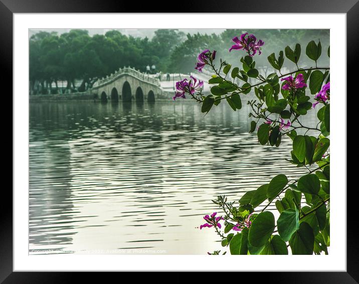 Hong Kong Orchid Tree Chinese Bridge Huizhou China Framed Mounted Print by William Perry