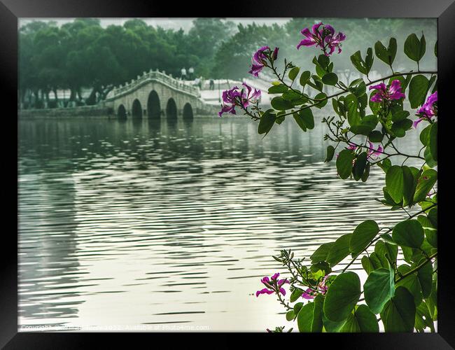 Hong Kong Orchid Tree Chinese Bridge Huizhou China Framed Print by William Perry