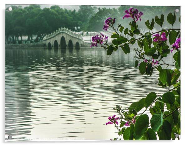 Hong Kong Orchid Tree Chinese Bridge Huizhou China Acrylic by William Perry