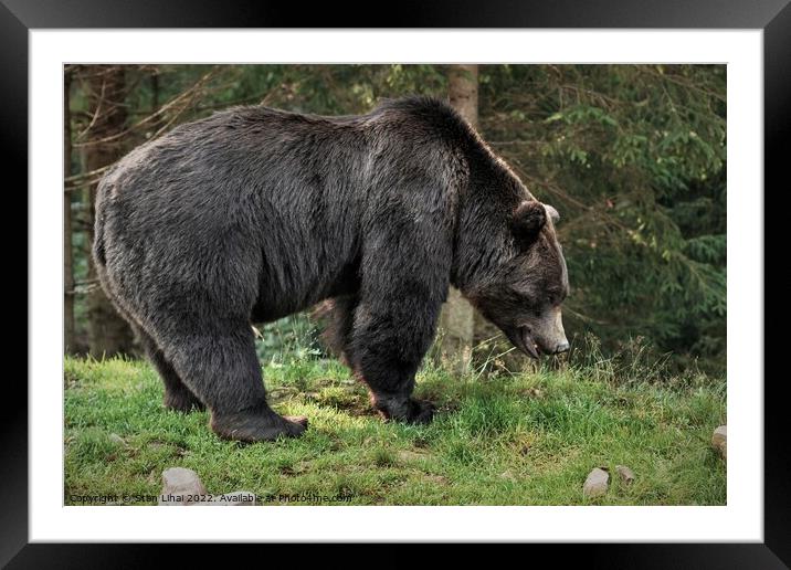 Brown grizzly bear in the  forest. Framed Mounted Print by Stan Lihai