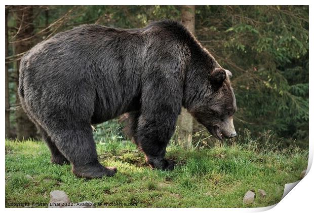 Brown grizzly bear in the  forest. Print by Stan Lihai