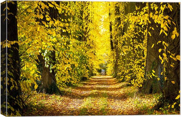 Autumn Leaves Canvas Print by Ian Collins