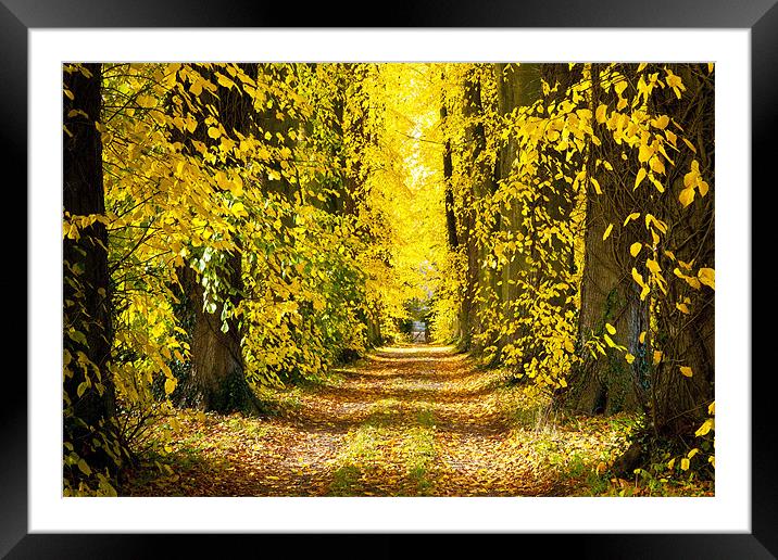Autumn Leaves Framed Mounted Print by Ian Collins