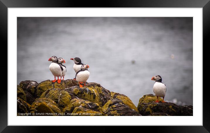 Adorable Juvenile Puffins Stand Tall on Scottish R Framed Mounted Print by DAVID FRANCIS