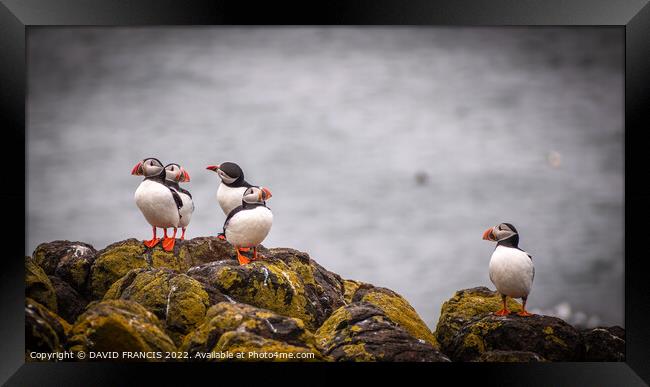 Adorable Juvenile Puffins Stand Tall on Scottish R Framed Print by DAVID FRANCIS