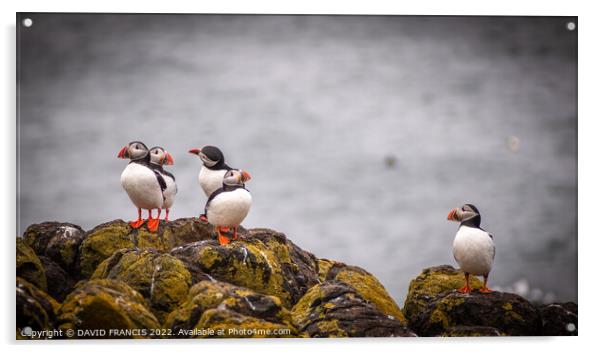 Adorable Juvenile Puffins Stand Tall on Scottish R Acrylic by DAVID FRANCIS