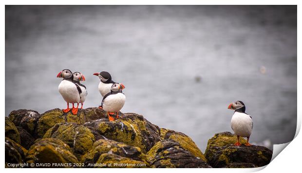 Adorable Juvenile Puffins Stand Tall on Scottish R Print by DAVID FRANCIS