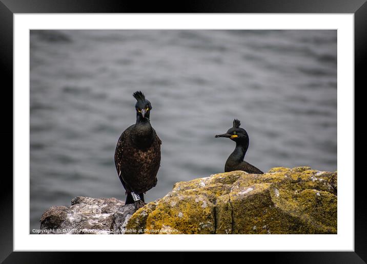 Majestic Shags on the Isle of May Framed Mounted Print by DAVID FRANCIS