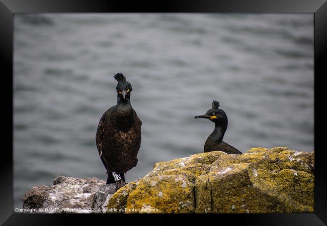 Majestic Shags on the Isle of May Framed Print by DAVID FRANCIS