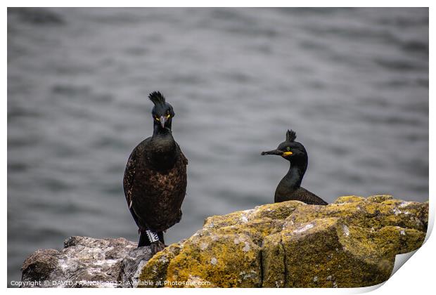 Majestic Shags on the Isle of May Print by DAVID FRANCIS