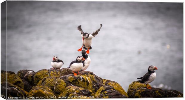 Playful Puffins at the Isle of May Canvas Print by DAVID FRANCIS