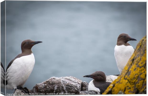 Majestic Guillemots on the Isle of May Canvas Print by DAVID FRANCIS