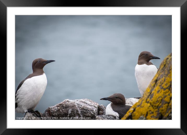 Majestic Guillemots on the Isle of May Framed Mounted Print by DAVID FRANCIS