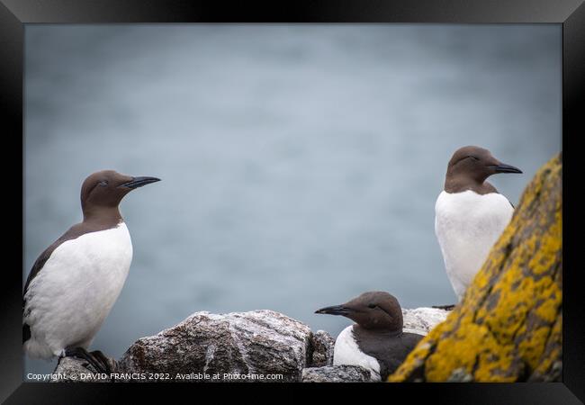 Majestic Guillemots on the Isle of May Framed Print by DAVID FRANCIS