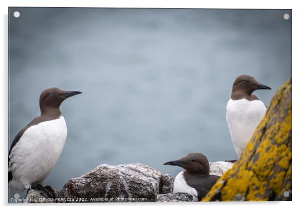Majestic Guillemots on the Isle of May Acrylic by DAVID FRANCIS