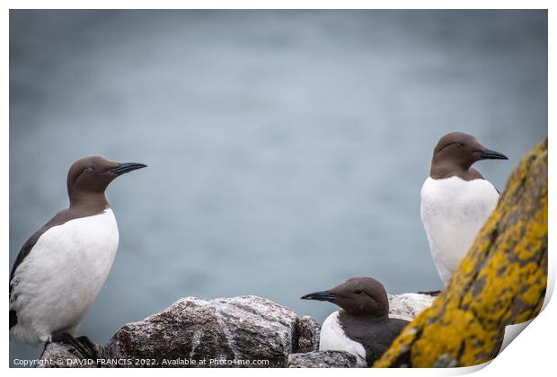 Majestic Guillemots on the Isle of May Print by DAVID FRANCIS