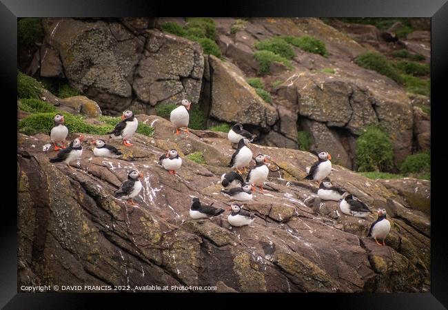 Playful Atlantic Puffins Gather on Scottish Island Framed Print by DAVID FRANCIS