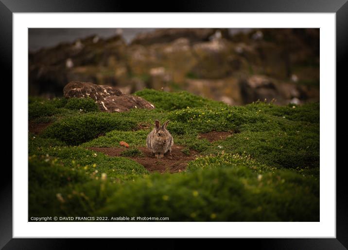 Serene Isle of May Rabbit Framed Mounted Print by DAVID FRANCIS
