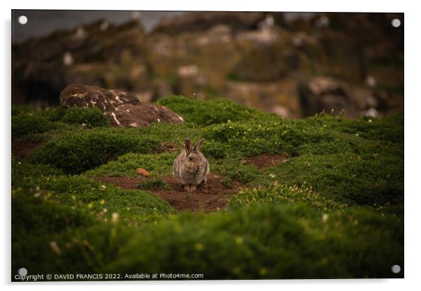 Serene Isle of May Rabbit Acrylic by DAVID FRANCIS