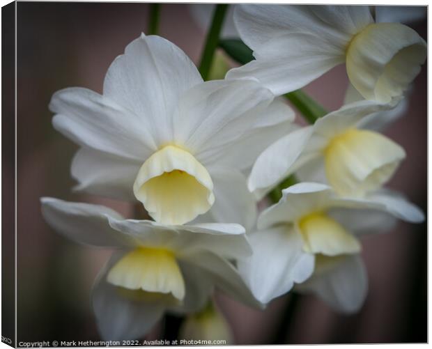 Narcissi Silver Chimes Canvas Print by Mark Hetherington