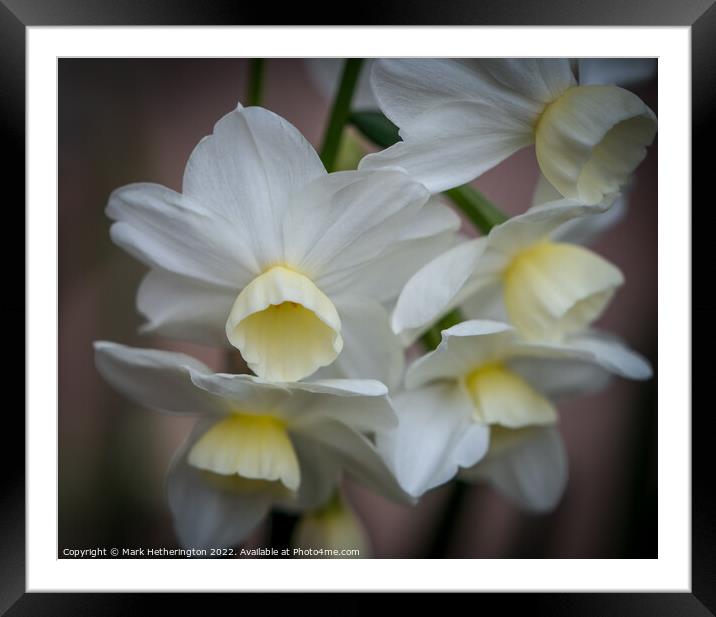 Narcissi Silver Chimes Framed Mounted Print by Mark Hetherington