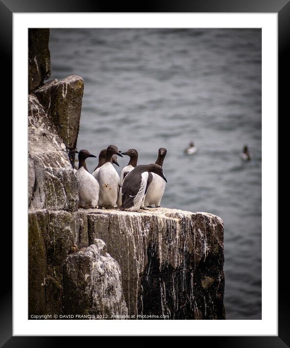 Spectacled Guillemots Share a Ledge Framed Mounted Print by DAVID FRANCIS