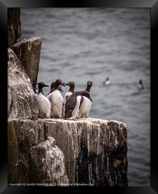 Spectacled Guillemots Share a Ledge Framed Print by DAVID FRANCIS