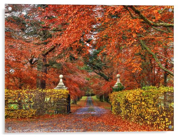 Beech Tree Gates In Autumn Acrylic by OBT imaging