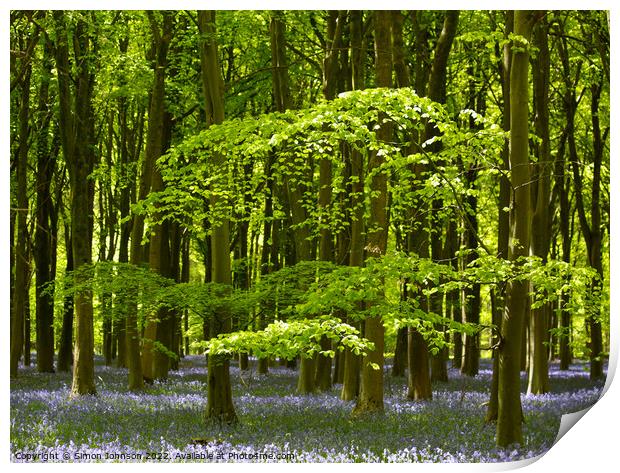 Bluebell Woodland Print by Simon Johnson