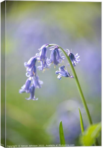 Plant flower Canvas Print by Simon Johnson