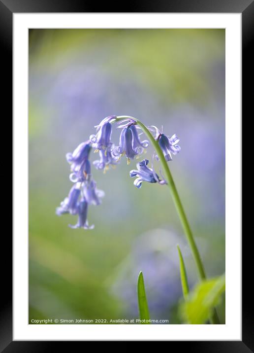 Plant flower Framed Mounted Print by Simon Johnson