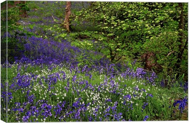 Woodland Wildflowers in Spring Canvas Print by Martyn Arnold