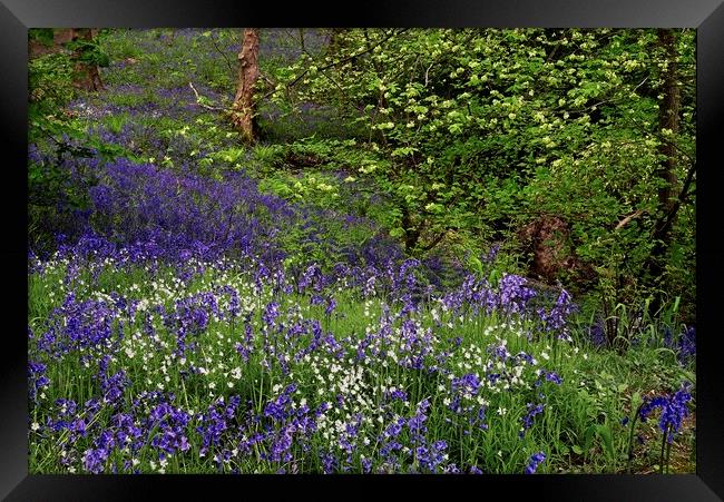 Woodland Wildflowers in Spring Framed Print by Martyn Arnold
