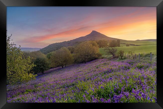 Bluebell field at sunrise Framed Print by Kevin Winter