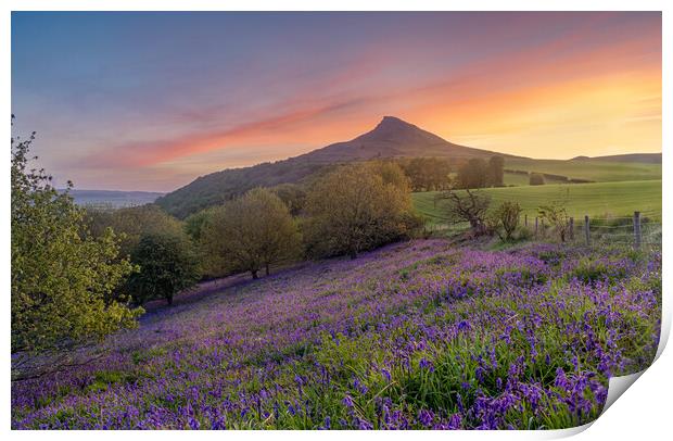 Bluebell field at sunrise Print by Kevin Winter