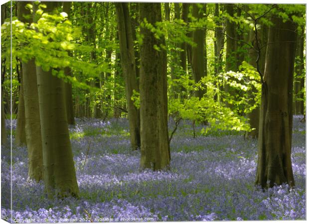 Sunlit Beech tree and Bluebells Canvas Print by Simon Johnson