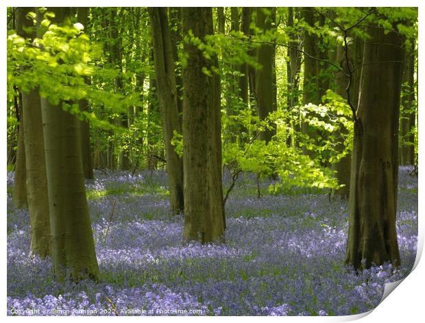 Sunlit Beech tree and Bluebells Print by Simon Johnson