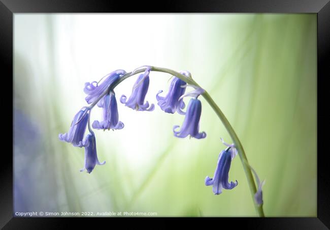 Bluebell flower Framed Print by Simon Johnson