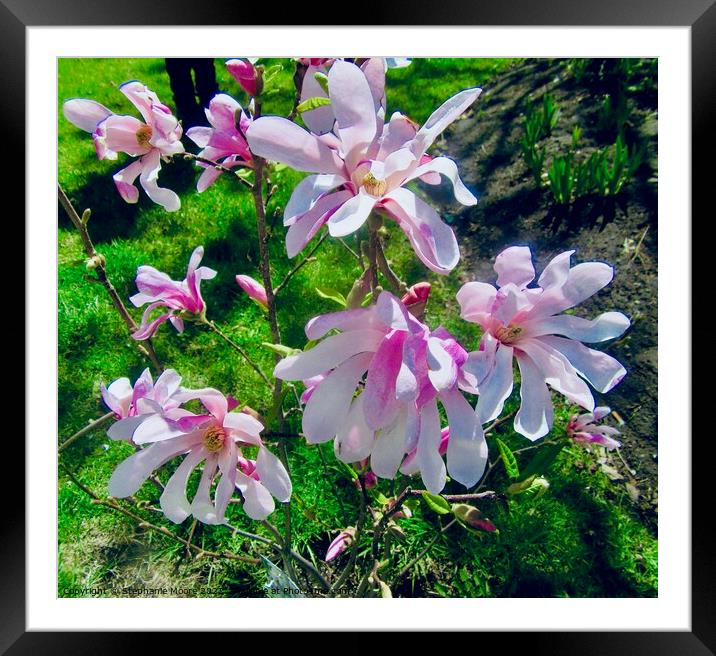 Magnolias Framed Mounted Print by Stephanie Moore